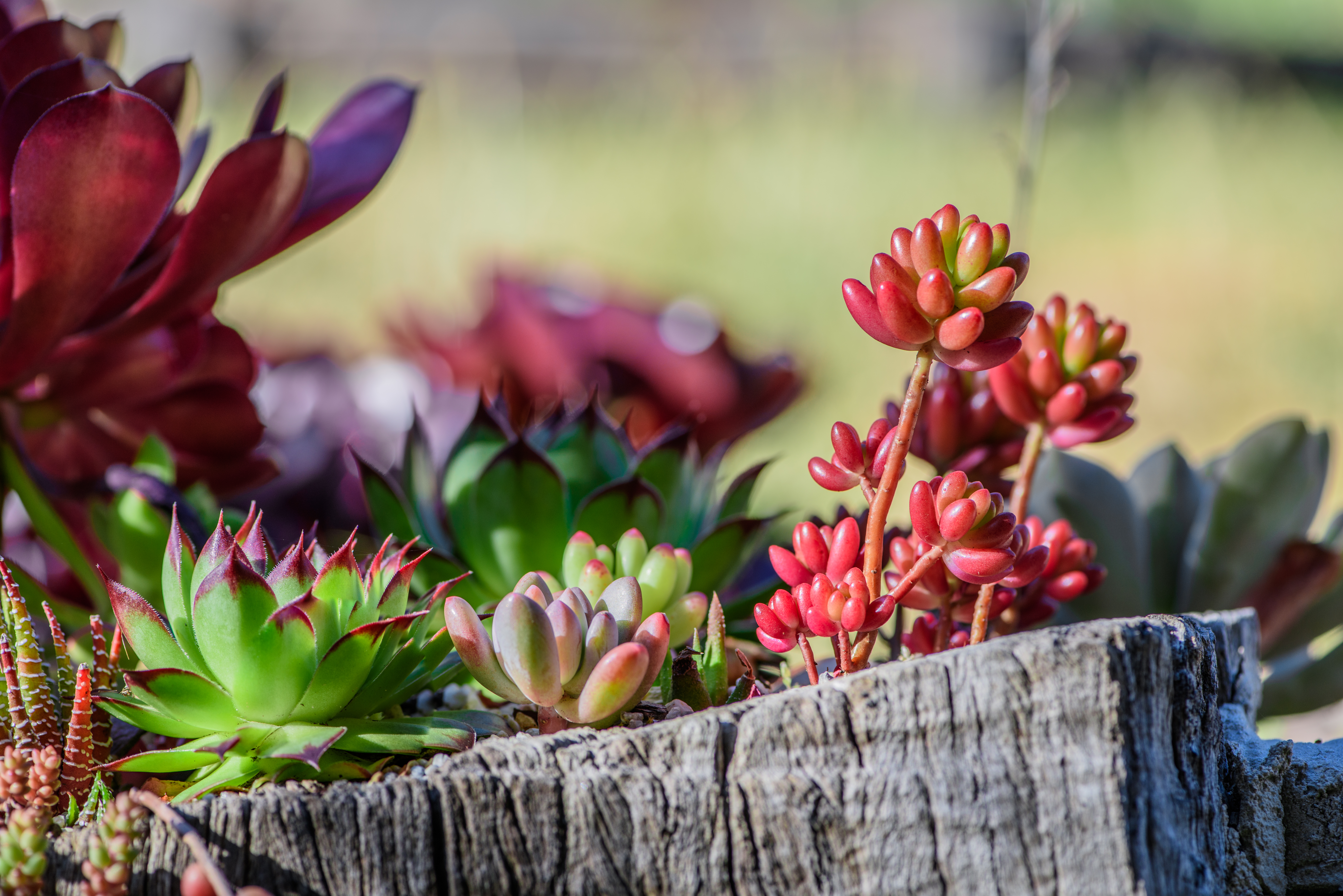 Vibrant succulent displaying seasonal color variations