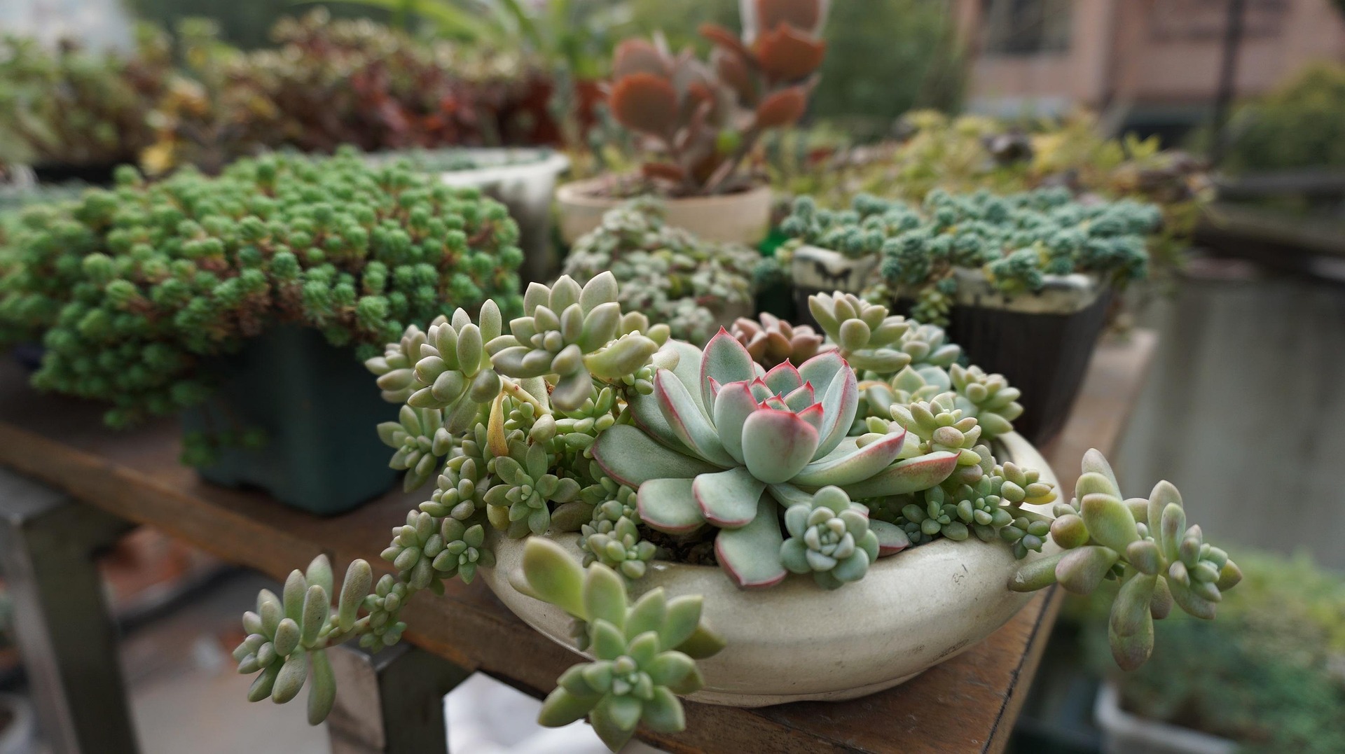 Well-maintained purple and green succulents in decorative pots